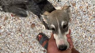 A Blanket for the 3 Legged Dog  Takis Shelter [upl. by Gloria]