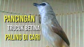 trucuk betina memanggil jantan pancingan paling dicari jadikan burung trucuk nyaut gacor seketika [upl. by Volding]