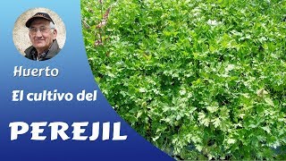 PEREJIL EL CULTIVO COMPLETO DEL PEREJIL EN CASA [upl. by Jeb]