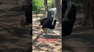 Ostrich feather  ऑस्ट्रिच पक्षी  ostrich cutebirds ytshorts [upl. by Liauqram]