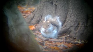 4 Grey Squrriels Shot  And A Nosey Fox [upl. by Anibas603]