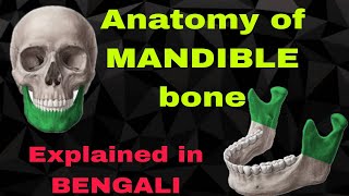 Mandible bone Anatomybengali for first proff mbbs [upl. by Blatman]