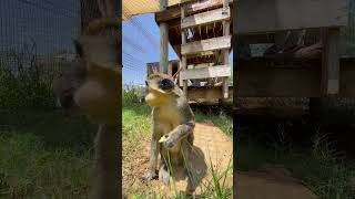 Louie the Vervet Monkey Eating Grapes at Our Wildlife Sanctuary shorts monkey asmr [upl. by Viguerie331]