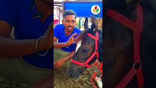 குட்டி குதிரை விற்பனைக்கு  horse videos  Kathiawari  Marwari  shortsfeed shorts horse [upl. by Levy]