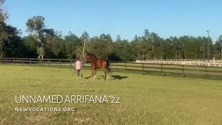 UNNAMED ARRIFANA 22 in hand  Adoptable Thoroughbred Gelding  New Vocations [upl. by Burty724]