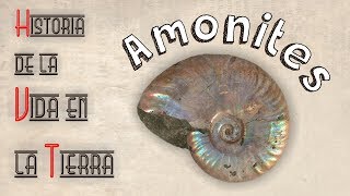 HVT Amonites mini documental [upl. by O'Neil]