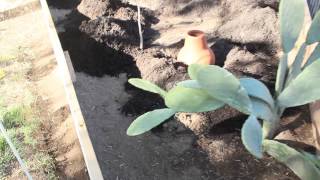 Building A Triangular Raised Garden Bed part 2 Olla pots [upl. by Fesuoy370]