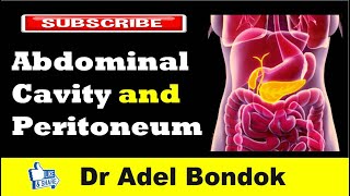 Abdominal Cavity Planes Compartments and Peritoneum Dr Adel Bondok [upl. by Alakim]