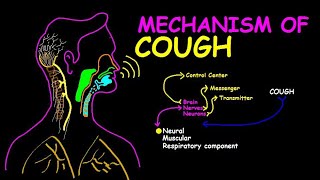 The Physiology of Coughing From Irritation to Reflex [upl. by Atinaujnas782]