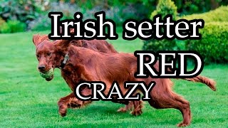 Irish setter Red setter CRAZY [upl. by Notlil]