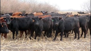 Little Rainbow Ranch  850 December Yearling Heifers  375 Head Moosomin SK [upl. by Lorinda]