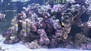 Waterbox 2206 Marine Aquarium with Powder blue tang bristle tooth tang clown tang sailfin tang [upl. by Nirrad309]