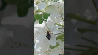 Pollination science plants nature definition shortsvideo [upl. by Aihcila]