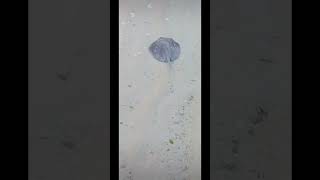 Cute sting ray at amilla Maldives [upl. by Petersen]