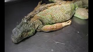 Weak iguana due to low calcium [upl. by Wende]