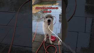 😂 How dogs like to drink 💦 funnydogs funnydogshorts funnydogvideos [upl. by Amii]