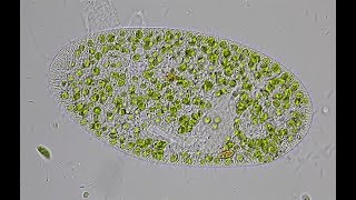 Grünes Pantoffeltierchen Paramecium bursaria [upl. by Laith]