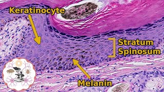 Histology of the Epidermis  Its Skincredible [upl. by Bolt]