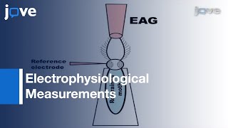 Electrophysiological Measurements From Moth Olfactory System l Protocol Preview [upl. by Ytak]