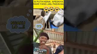 Mami Jail putih jd korban shorts shortvideos [upl. by Paske622]