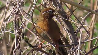 ガビチョウ66地鳴きChinese Hwamei4K [upl. by Dorran]