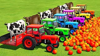 TRANSPORT COWS amp ORANGES WITH DEUTZ FAHR TRACTORS amp MAN TRUCKS  Farming Simulator 22 [upl. by Eduj78]