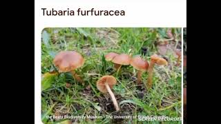 Tubaria furfuracea [upl. by Enyamrahs]