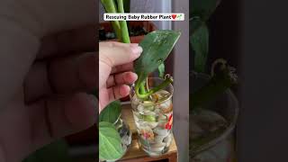 If the plant does not thrive in soil try to do this🌱Water Propagationpeperomia plantscareshorts [upl. by Hamlani]