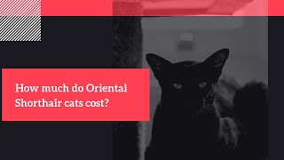 How Much Do Oriental Shorthair Cats Cost [upl. by Nyvlem451]