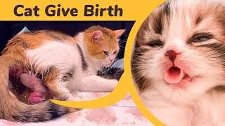 Cat Giving Birth to 5 Kittens With Complete Different Color [upl. by Deming15]