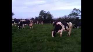 Holstein cows on a farm in Castlemaine Co Kerry while still grazing grass by day on 011113 [upl. by Kubiak]