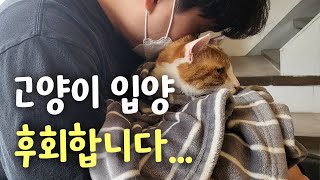 고양이 입양 후회합니다 이 10가지를 모른다면 절대 키우지 마세요 [upl. by Adnohsak]