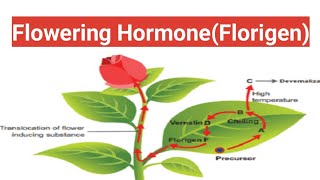 Flowering HormoneFlorigen biologywalesir [upl. by Llessur]