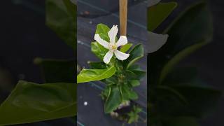 Trifeola Minneola Tangelo x Trifoliate Orange First Year Flower citrus flower hardycitrus [upl. by Annyl]