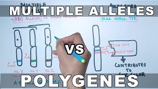 Multiple Alleles and Polygenes [upl. by Naivad]