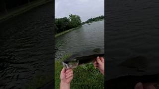 Fishing in Harrisonville MO Pt 12  bassfishing fishing [upl. by Travus]