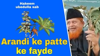 ARANDI KA PATTA AUR ARANDI KA TEL KE FAYDE  UBED ULLA [upl. by Dinse]