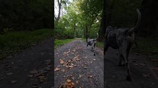 bluetick walkwithme coonhound dogwalk [upl. by Zeba503]