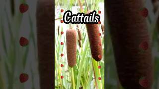 CattailsAmazing plantSource of fluff food art medicinal uses and role in ecosystem cattails [upl. by Senzer]