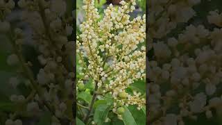 white Longan fruiting [upl. by Griffiths]