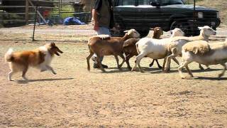 Kahja the Rough Collie Herding Instinct Test [upl. by Bannon93]