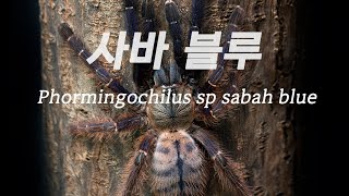 사바 블루  Phormingochilus sp sabah blue 타란툴라 타란툴라키우기 사바블루 [upl. by Bradski]