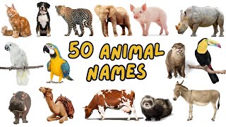 Animal Names for Babies  First Word  Learning Video for Kids English Vocabulary [upl. by Ybrad612]