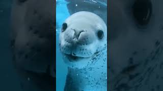 Leopard seal is a dangerous sea predator shorts [upl. by Wilhide697]