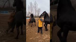 Best Wild Horses Mare Compilation of some Wild Horse Fights Video 192 [upl. by Tyoh737]