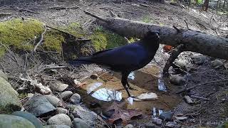 Crow brings bread to the stream [upl. by Winfred]