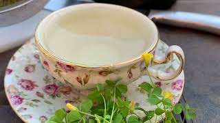 Making Wood Sorrel Tea [upl. by Lia]