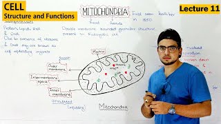 Mitochondria Structure and Function  Video 11 [upl. by Ntisuj]