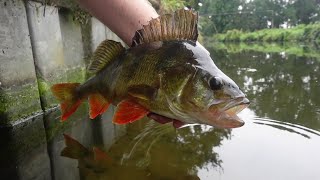 Sight Fishing Big Perch In Crystal Clear Canal [upl. by Tabbitha]