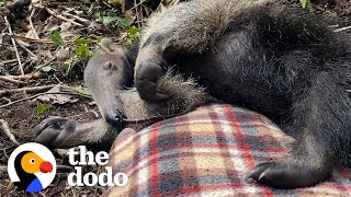 Baby Anteater Would Much Rather Nap Than Forage For Ants  The Dodo [upl. by Eilyah]